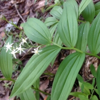 Starry false lily of the valley (Maianthemum stellatum)