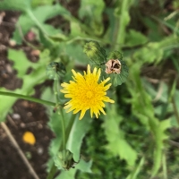 sowthistle sonchus-oleraceus