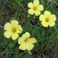 Sourgrass (Oxalis pes-caprae)