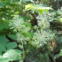 California spikenard