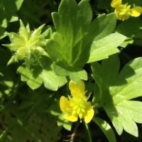 Spiny buttercup* (Ranunculus muricatus)