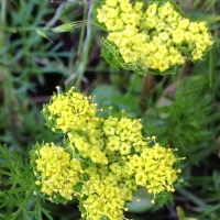 Spring gold (Lomatium utriculatum)