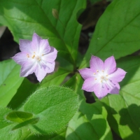 Pacific star flower (Trientalis latifolia)