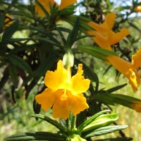 Sticky Monkeyflower (Diplacus aurantiacus)