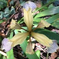 stinking-iris-iris-foetidissima