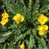 suncups (Taraxia ovata)