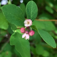 Creeping snowberry (symphoricarpos mollis)