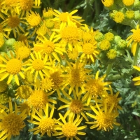 tansy-ragwort-senecio-jacobaea