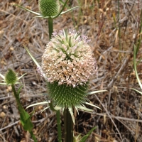 Fuller's teasel* (Dipsacus sativus)