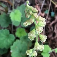 Fringe cups tellima-grandiflora