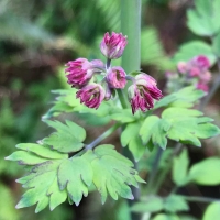 Meadow rue (Thalictrum fendleri v. polycarpum)