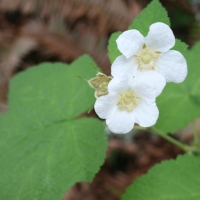 Thimbleberry (Rubus parviflorus)