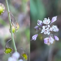 Sand fringepod thysanocarpus-curvipes