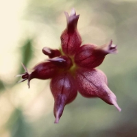 Cowbag clover trifolium-depauperatum