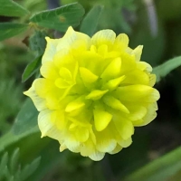 Shamrock clover* trifolium-dubium