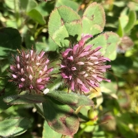 Rose clover (trifolium hirtum)