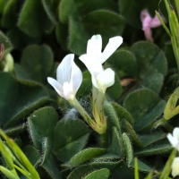 Subterranean clover* trifoliumsubterraneum