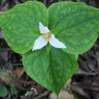 Pacific trillium (Trillium ovatum)