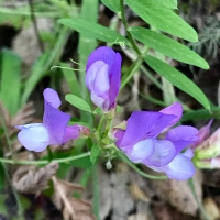 American vetch vicia-americana