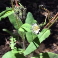 white-hawkweed-hieracium-albiflorum