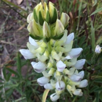 Chick lupine (	Lupinus microcarpus v. densiflorus)