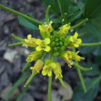 Wintercress (Barbarea orthoceras)