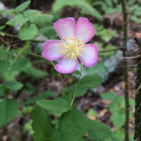 wood rose (Rosa gymnocarpa v. gymnocarpa )