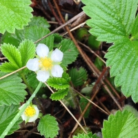 Woodland strawberry (Fragaria vesca)