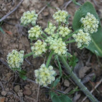 Woolly lomatium (Lomatium dasycarpum)