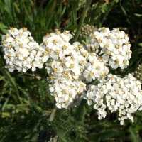 Common yarrow Achillea millefolium