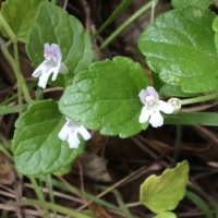 Yerba buena (Clinopodium douglasii)