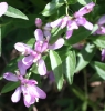 Milkwort (Polygala californica)