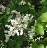 Ocean spray (Holodiscus discolor)