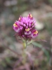 Owl's clover (Castilleja densiflora)