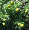 Pineappleweed (Matricaria discoidea)