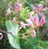 California honeysuckle (Lonicera hispidula)