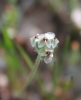 California plantain (Plantago erecta)