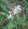 English plantain (Plantago lanceolata)