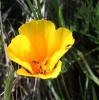 California poppy (Eschscholzia californica)