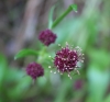 Purple sanicle (Sanicula bipinnatifida)