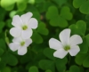 Crimson woodsorrel (Oxalis incarnata)