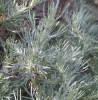 Sagebrush (Artemisia californica)