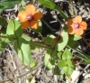 Scarlet pimpernel (Anagallis arvensis)