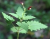 Figwort (Scrophularia californica)
