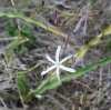 Wavyleaf soap plant (Chlorogalum pomeridianum)