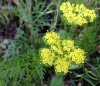 Spring gold (Lomatium utriculatum)