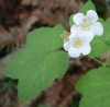 Thimbleberry (Rubus parviflorus)