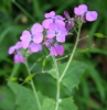 Wild radish (Raphanus sativus)