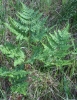 Brackenfern (Pteridium)