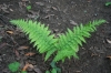 Wood fern (Dryopteris expansa)